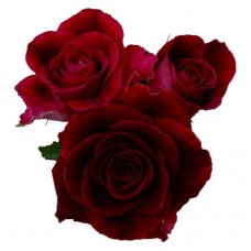 Sweetheart Roses - Black Beauty
